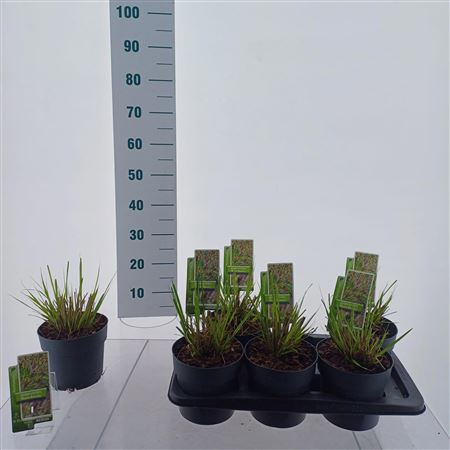 Pennisetum Alopecuroides Black Beauty