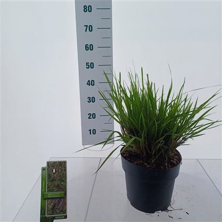 Pennisetum Alopecuroides Black Beauty