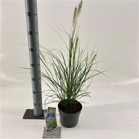 Pennisetum Alopecuroides Hameln