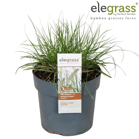 Pennisetum Alopecuroides Hameln