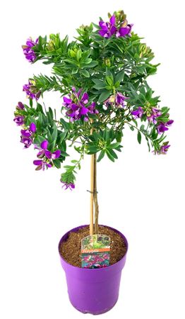 Polygala Myrtifolia On Stem