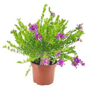 Polygala Dalmaisiana