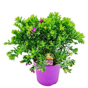 Polygala Myrtifolia Bush