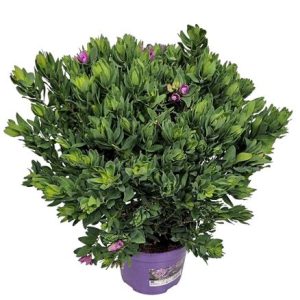 Polygala Myrtifolia Bush