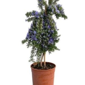 Rosmarinus Prostratus On Stem