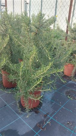 Rosmarinus Prostratus Pyramid