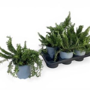 Rosmarinus Prostratus Bush