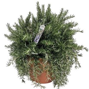 Rosmarinus Prostratus Bush