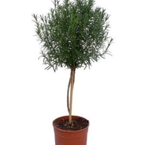 Rosmarinus Officinalis On Stem