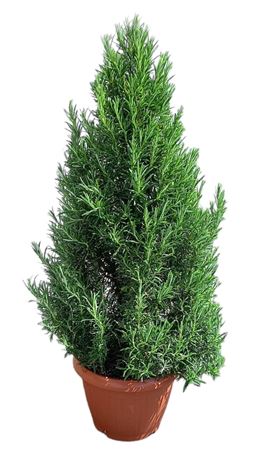 Rosmarinus Of Pyramid