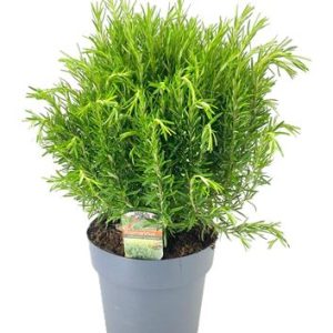 Rosmarinus Officinalis