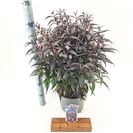 Strobilanthes Anisophyllus Brunetthy