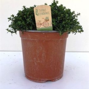 Thymus Citriodorus