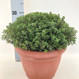Thymus Citriodorus