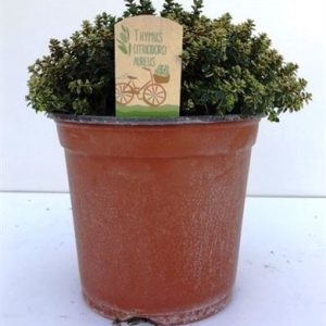 Thymus Citriodorus Aureus