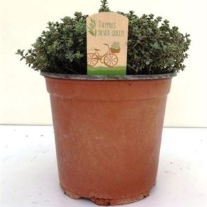 Thymus Silver Queen