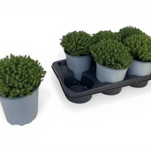 Thymus Faustini Bush