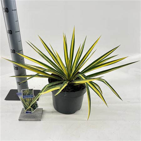Yucca Filamentosa Color Guard