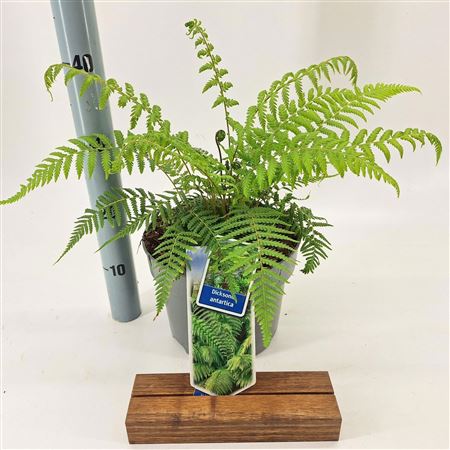Dicksonia Antartica