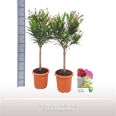 Nerium Oleander Bush