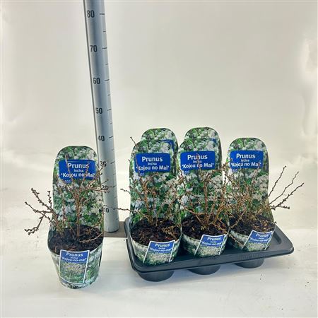 Prunus Incisa Kojou-no-mai