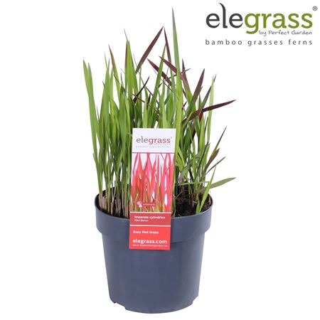 Imperata Cylindrica Red Baron