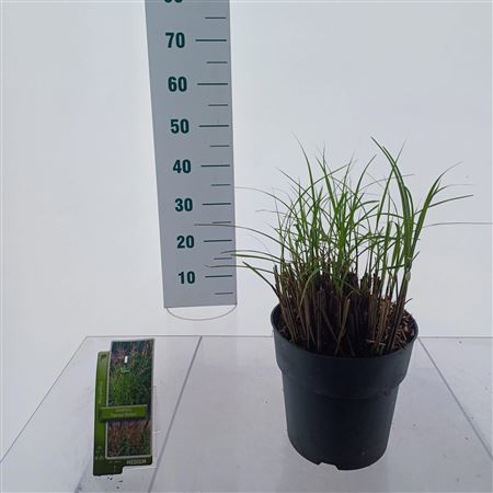 Miscanthus Sin Ferner Osten