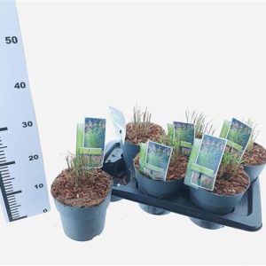 Miscanthus Sin Ferner Osten