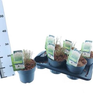 Miscanthus Sin Kleine Silberspinne