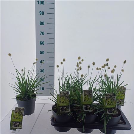 Sesleria Heufleriana