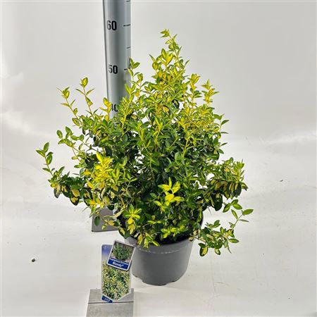 Euonymus Fort Blondy