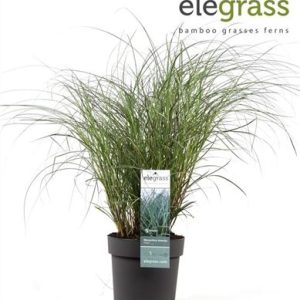 Miscanthus Sin Adagio