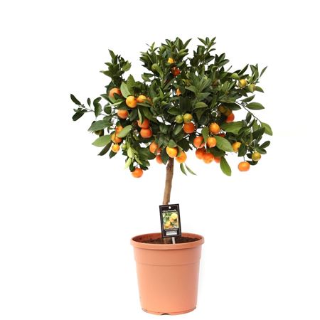 Citrus Calamondin On Stem
