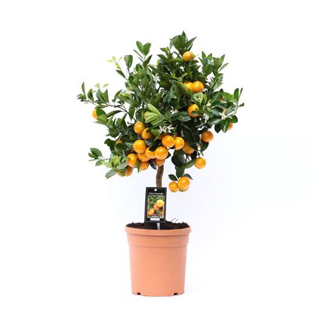 Citrus Calamondin On Stem