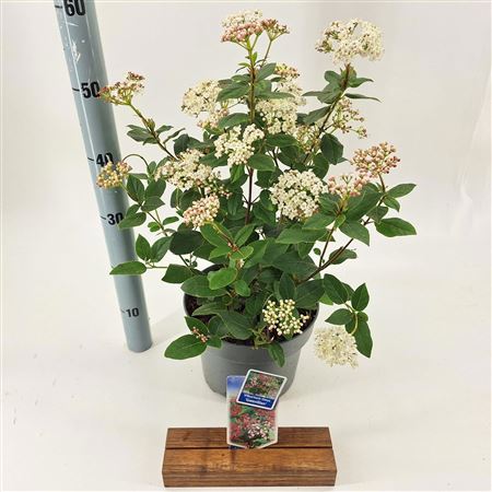 Viburnum Tinus Gwenllian