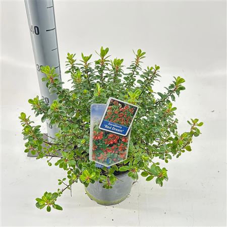 Escallonia Red Dream