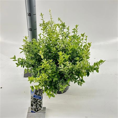 Euonymus Fort Harlequin