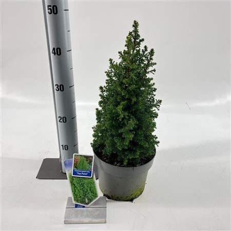 Chamaecyparis Thy Top Point