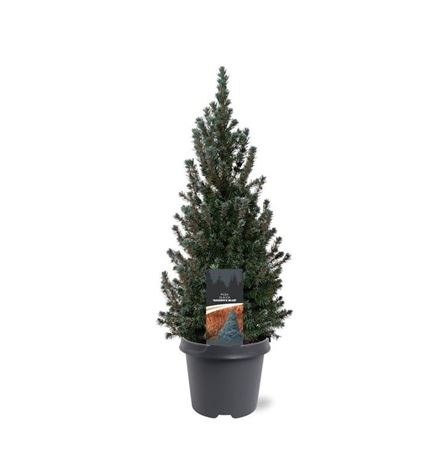 Picea Glauca Sander's Blue