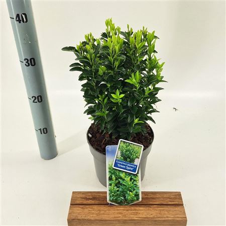 Euonymus Jap Green Spire