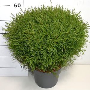 Thuja Occ Mr Bowling Ball