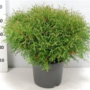 Thuja Occ Mr Bowling Ball