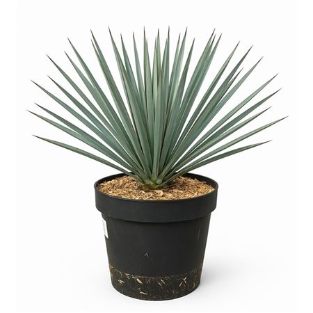 Yucca Rostrata