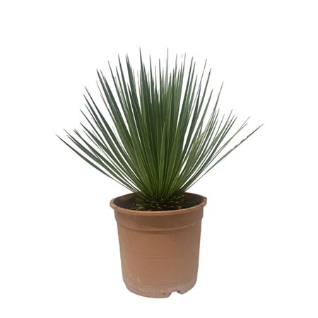 Yucca Rostrata