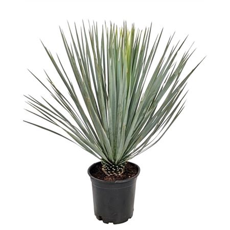 Yucca Rostrata