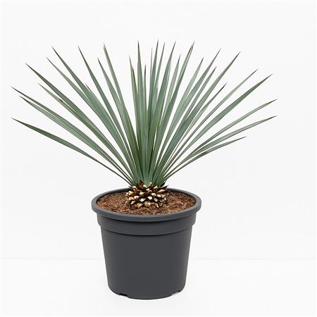 Yucca Rostrata Blue Swan