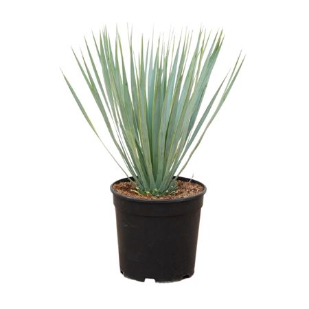 Yucca Rostrata