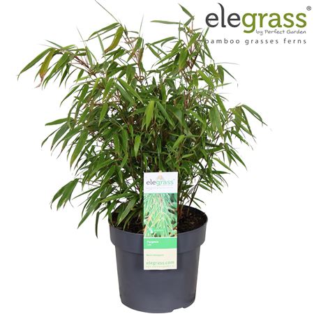 Fargesia Rufa Elegrass