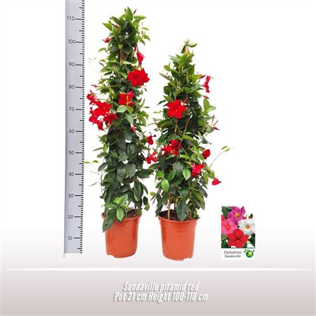 Mandevilla Red Pyramid