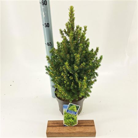 Picea Glauca J.w. Daisy's White